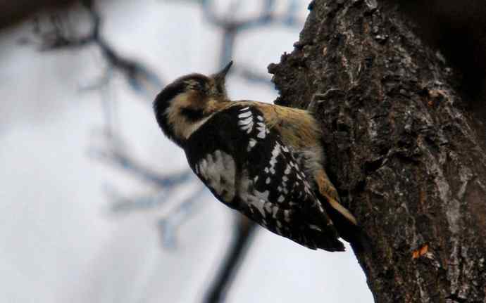 北京植物园赏鸟（十八），星头啄木鸟（组图）