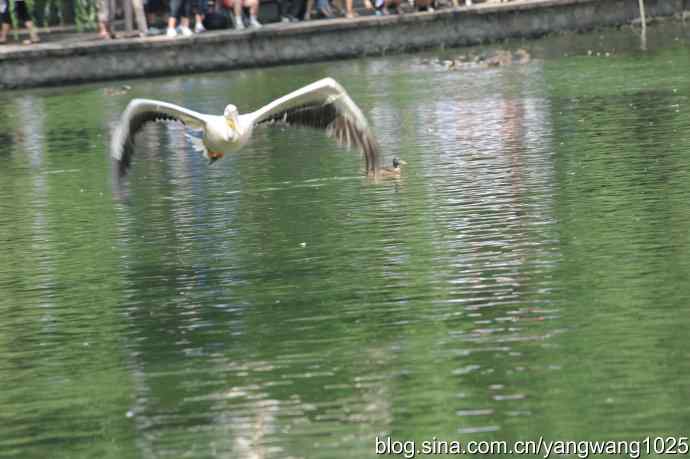 明星（鹈鹕大白）