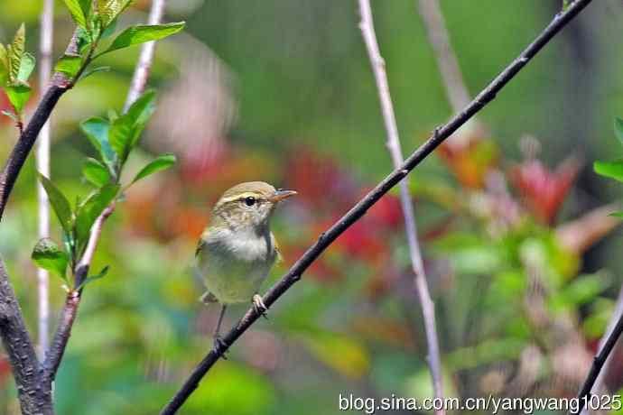 北京天坛公园的鸟类——极北柳莺（7）