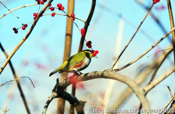 北京植物园的鸟类——红胁绣眼鸟（6）