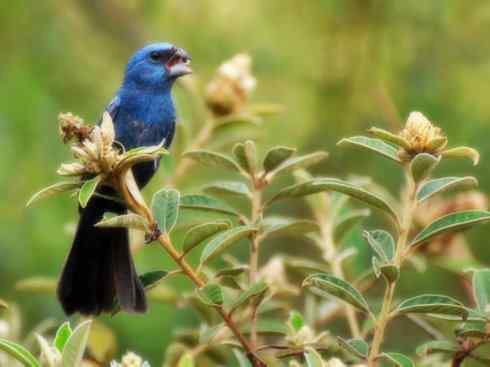 美丽无罪：雀鸟之彩鹀