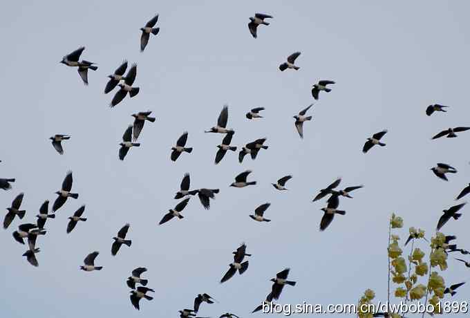 初冬沙河 wbr寒鸦满天