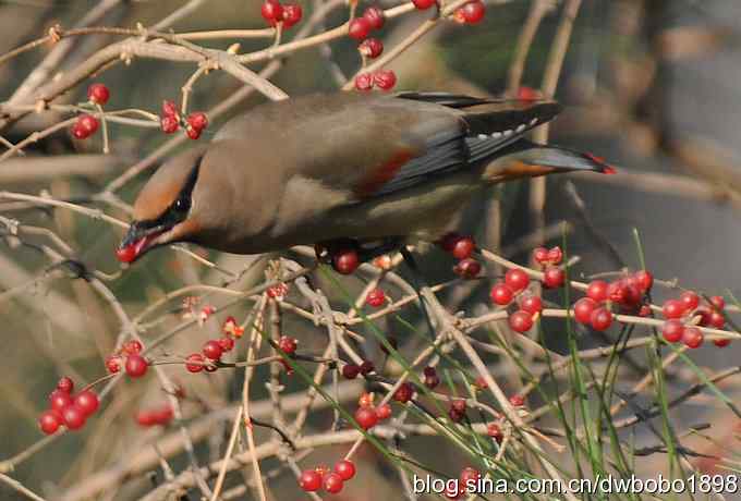 太平鸟归来 太平鸟归来