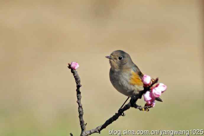 桃树枝头的雌性红胁蓝尾鸲（2）