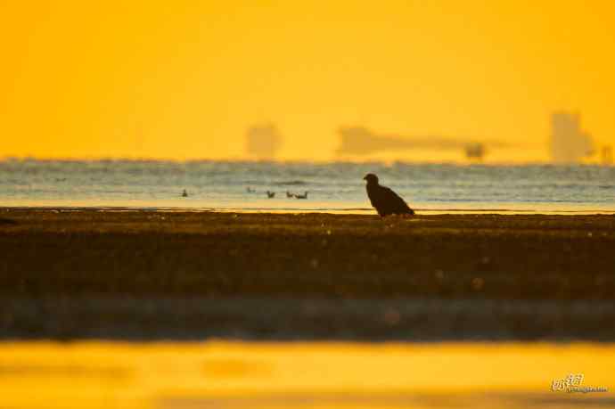 一组生境猛禽片