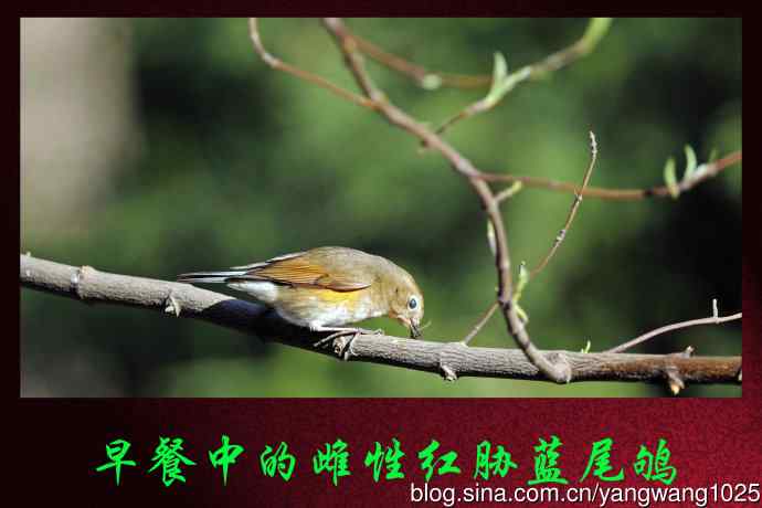 北京天坛公园的鸟类——早餐中的雌性红胁蓝尾鸲