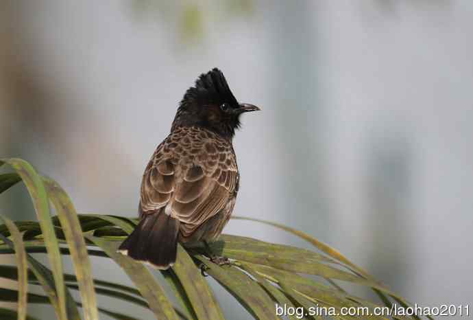 尼泊尔的鸟鈥斺敽诤砗焱勿