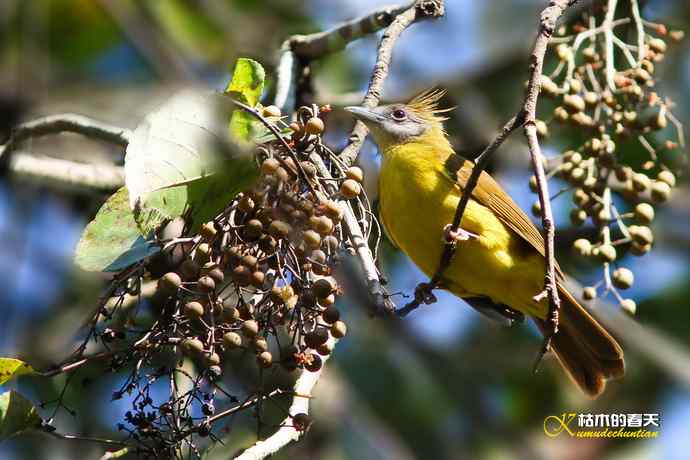黄腹冠鹎 黄腹冠鹎