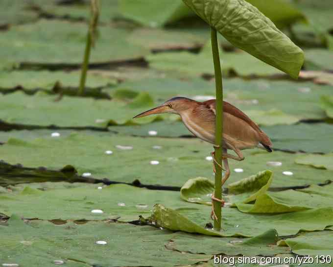 漂亮的钢管舞（组图，10张图片）