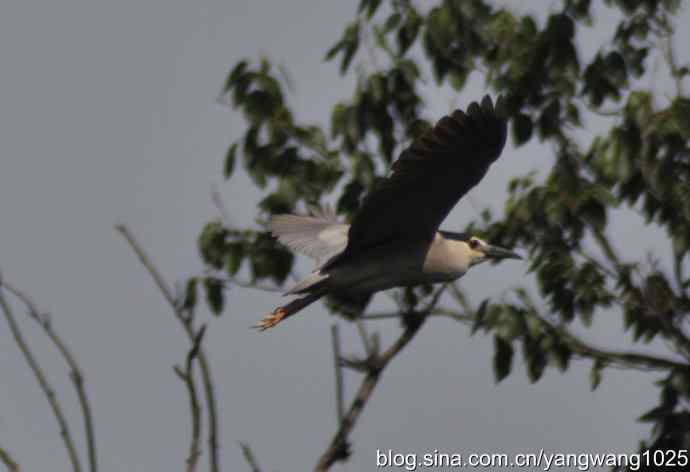夜鹭(大丽抓拍) 夜鹭(大丽抓拍)
