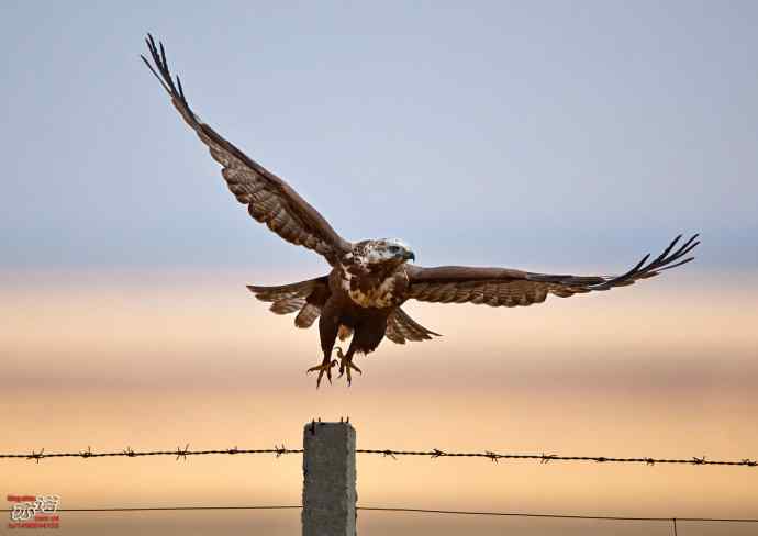 达里湖&nbsp;wbr路&nbsp;wbr大鵟