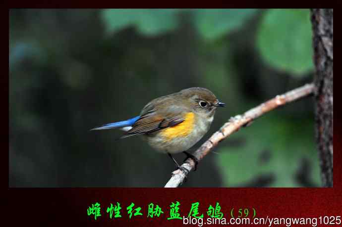 雌性红胁蓝尾鸲（59）