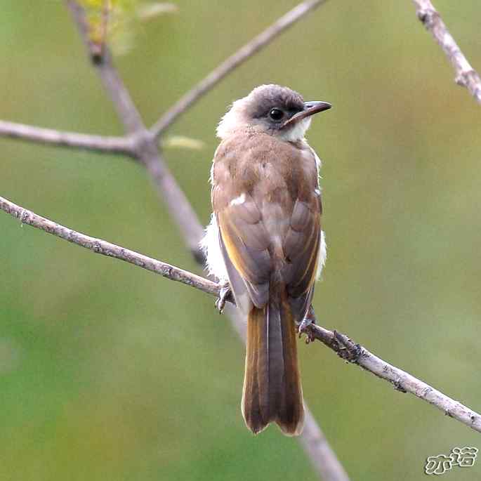 圆明园&nbsp;wbr路&nbsp;wbr白头鹎