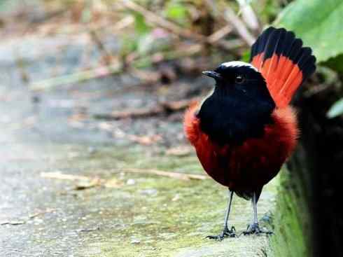 美丽无罪：雀鸟之溪鸲