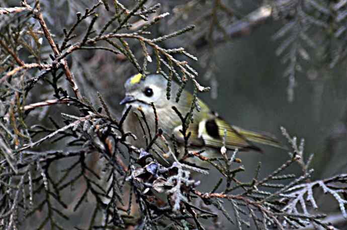 柏树丛中的戴菊 wbr1
