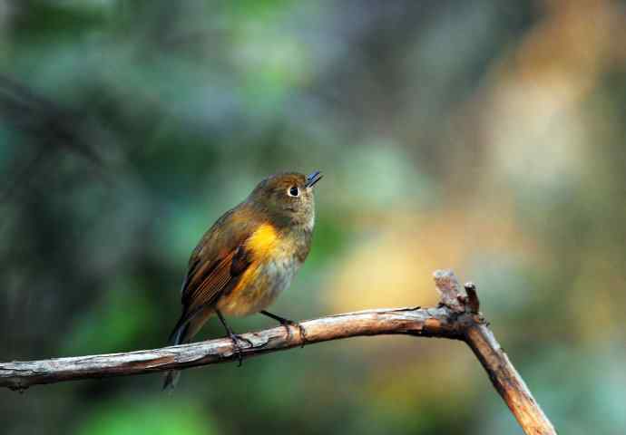雌性红胁蓝尾鸲（6）