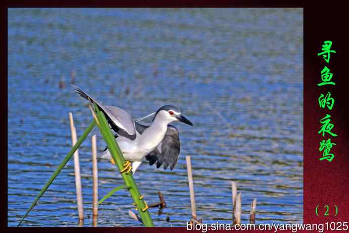 寻鱼的夜鹭（2）