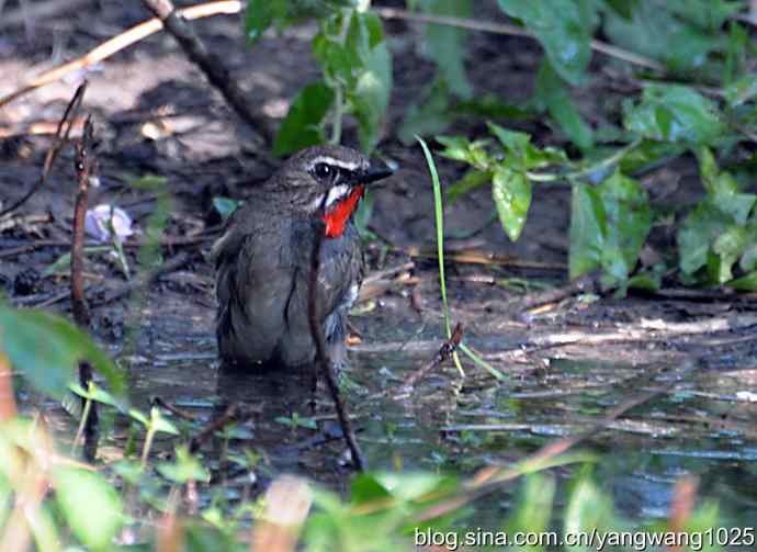 红喉歌鸲（雄性）续2