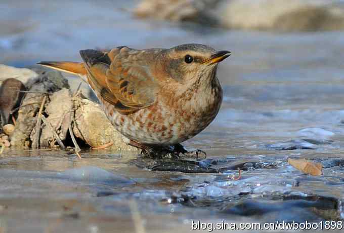 小鸟汲水图 wbrbobo打鸟歌