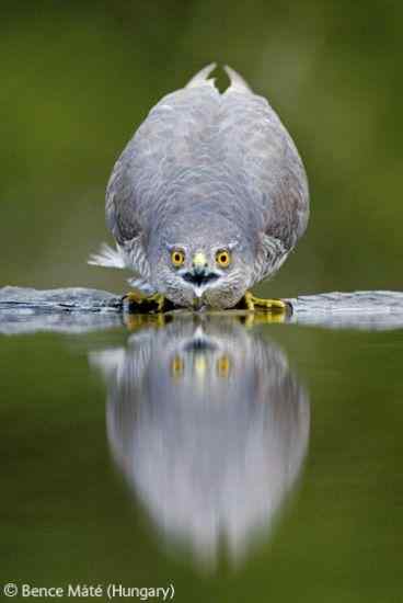 2007年度英国壳牌摄影大赛鸟类图片