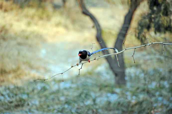 红嘴蓝鹊（12）