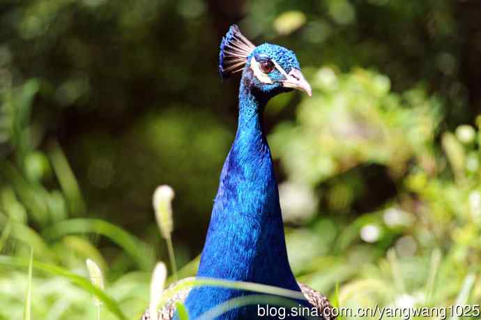伏天的蓝孔雀 伏天的蓝孔雀