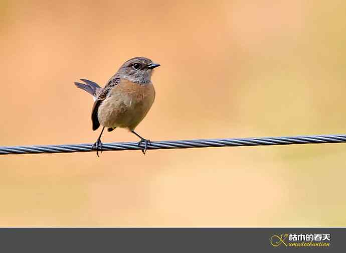 云南拍鸟打个总结：记录鸟片十四种