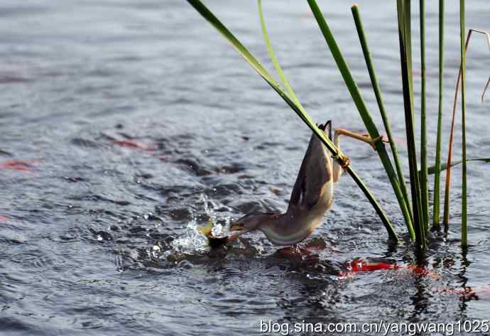 黄苇鳽的早餐（记实）
