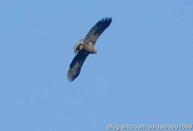 生猛红隼和白尾海雕 生猛红隼和白尾海雕