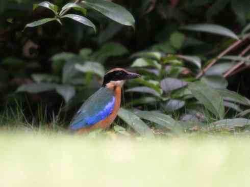 美丽无罪：雀鸟之八色鸫