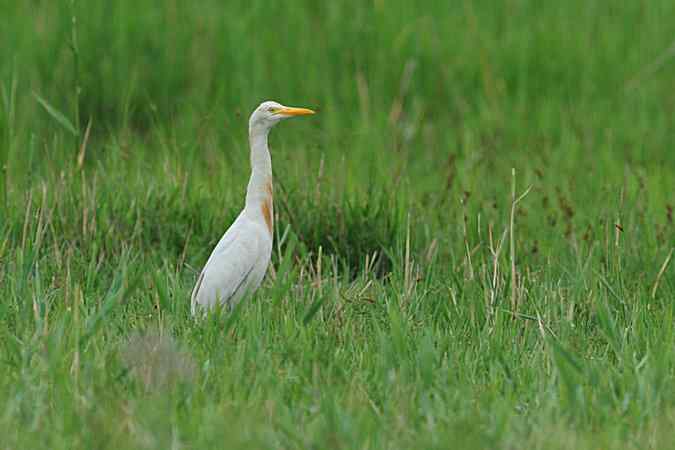 再上衡水湖 wbr续拍明星鸟