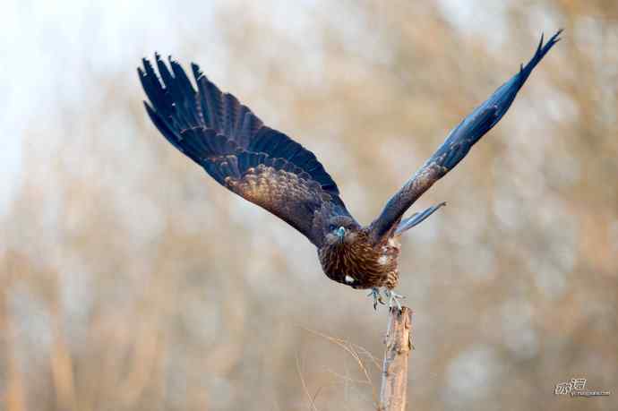 对黑耳鸢K07-012837的12次记录 对黑耳鸢K07-012837的12次记录