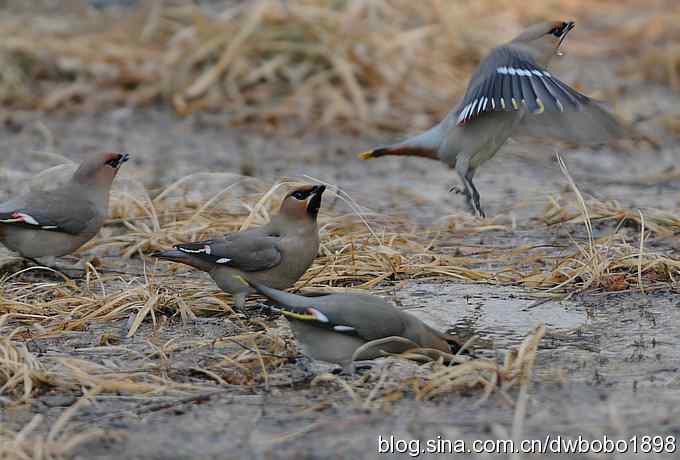日坛：饮水的太平鸟