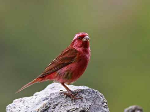 极品红色鸟类：酒红朱雀