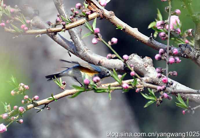 洗浴与梳理（纪实）