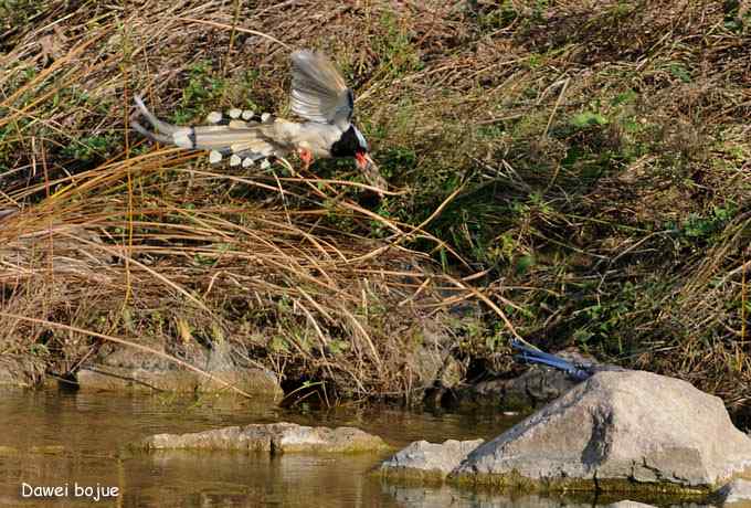 永定河湿地观鸟秋游