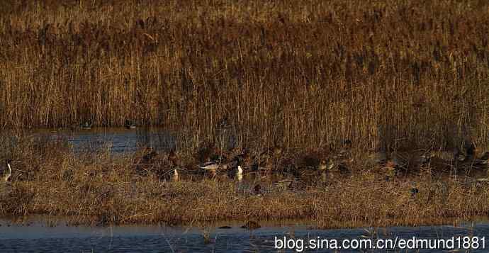 群鸭飞舞贺新岁 群鸭飞舞贺新岁