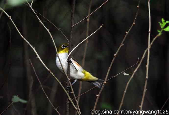 红胁绣眼鸟（4）