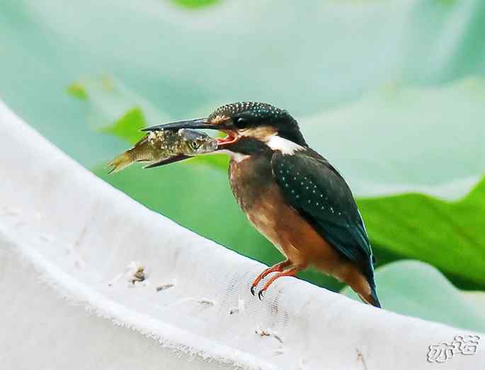 圆明园&nbsp;wbr路&nbsp;wbr小翠吃大鱼