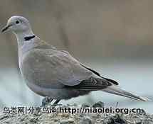 鸟类也可以产生乳汁