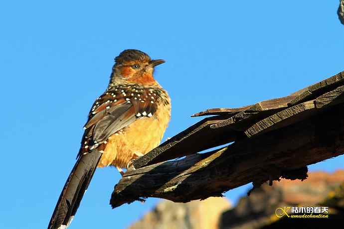 帕姆岭拍的鈥湸笤腽题