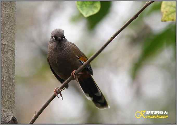 噪鹛系列之二：橙翅噪鹛【照片】