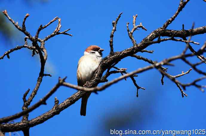 候鸟已过境，麻雀来当家