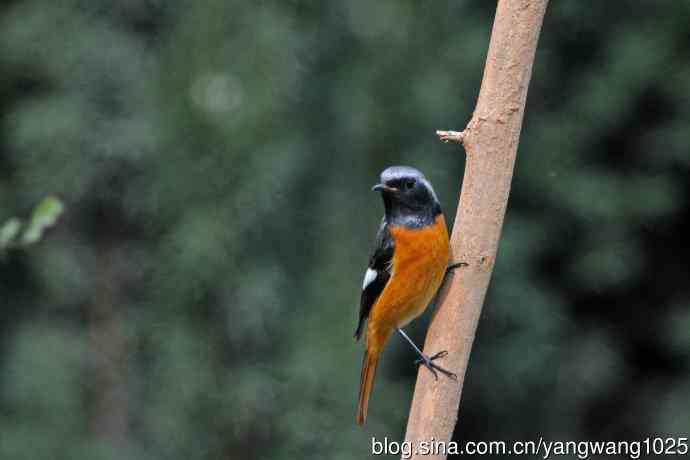 雄性北红尾鸲（35）