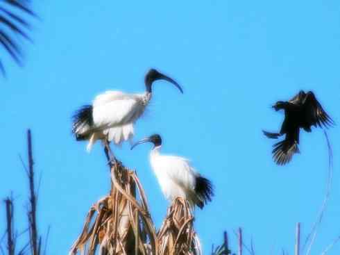 猎奇：奇特的鸟喙之八(朱鹮、白鹮、彩鹮)