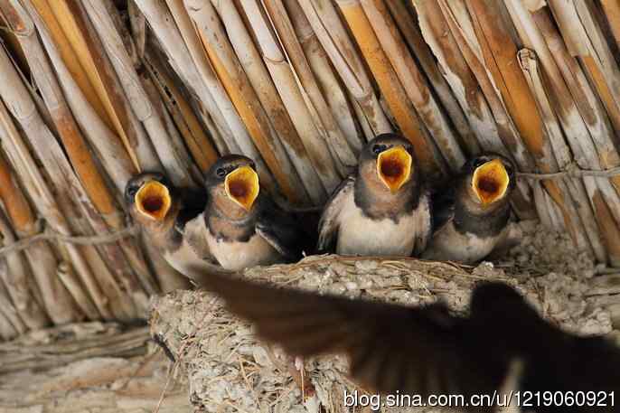 家燕育雏