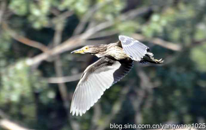 飞翔（夜鹭） wbr1