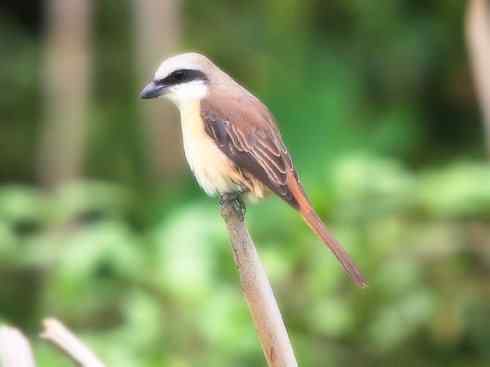 天生猎手：非猛禽类猎手之二（雀鸟也是屠夫——伯劳）