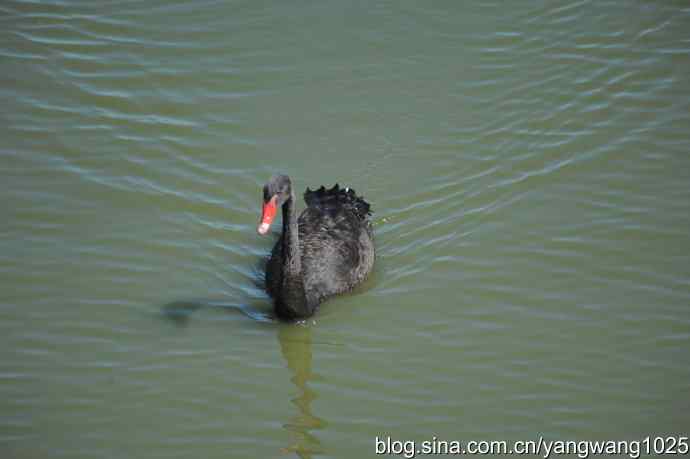 再游麋鹿苑（黑天鹅篇）