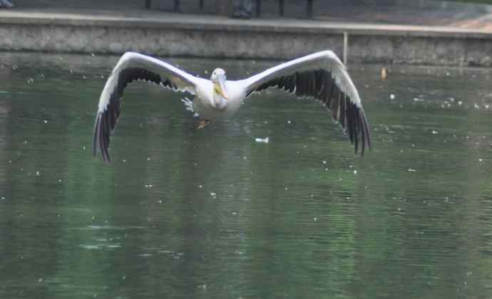 再拍大鹈鹕 wbr wbr4